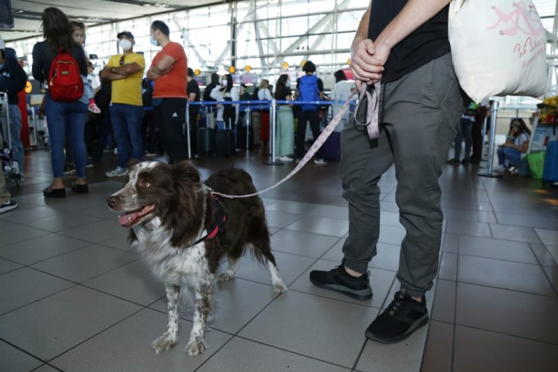 Ministerio de Agricultura recomienda informarse y programarse para viajar con mascotas al extranjero