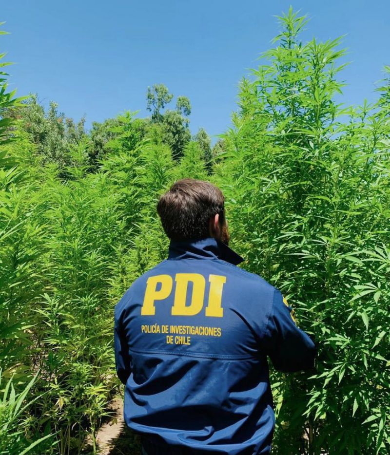 Detectan 7.400 plantas de marihuana en sector precordillerano de la comuna de Chimbarongo