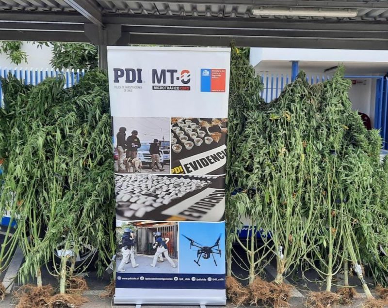 Denuncia ciudadana permitió incautación de cultivo de marihuana en Pumanque