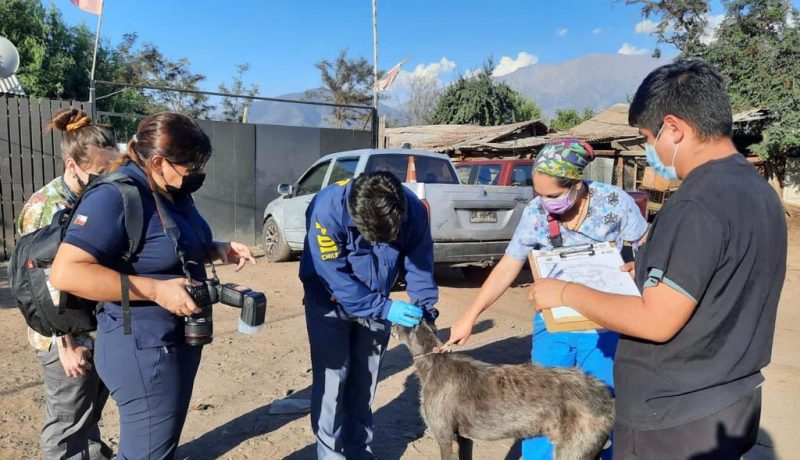 Lesiones y desnutrición presentaban perros que mantenía sujeto y que fueron rescatados por la policía y agrupación animalista