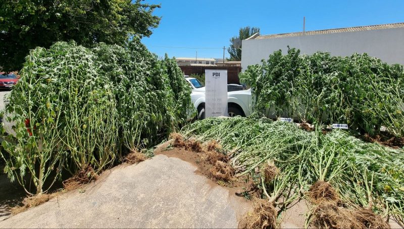 Incautan plantación de marihuana tras denuncia de la ciudadanía