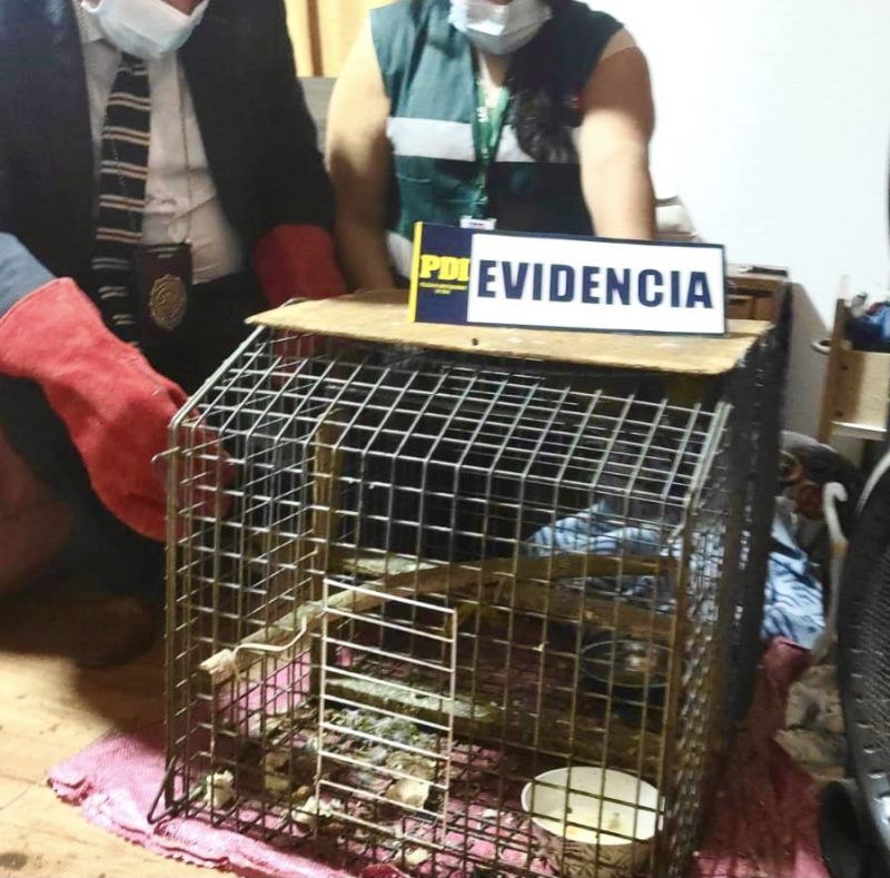 PDI y SAG incautan dos loros Choroy desde vivienda en Rancagua