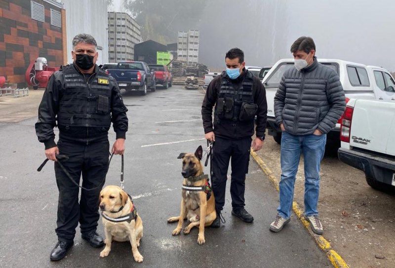 Guías caninos de la PDI se suman a búsqueda de joven desaparecido en Graneros