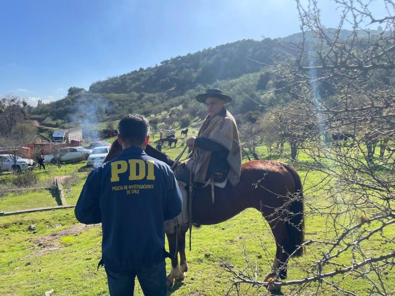 En Pichidegua encuentran más de 60 caballos robados entre O’Higgins y el BioBio