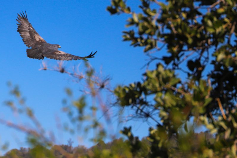 Águila retorna a su hábitat gracias a trabajo de la UOH con División El Teniente