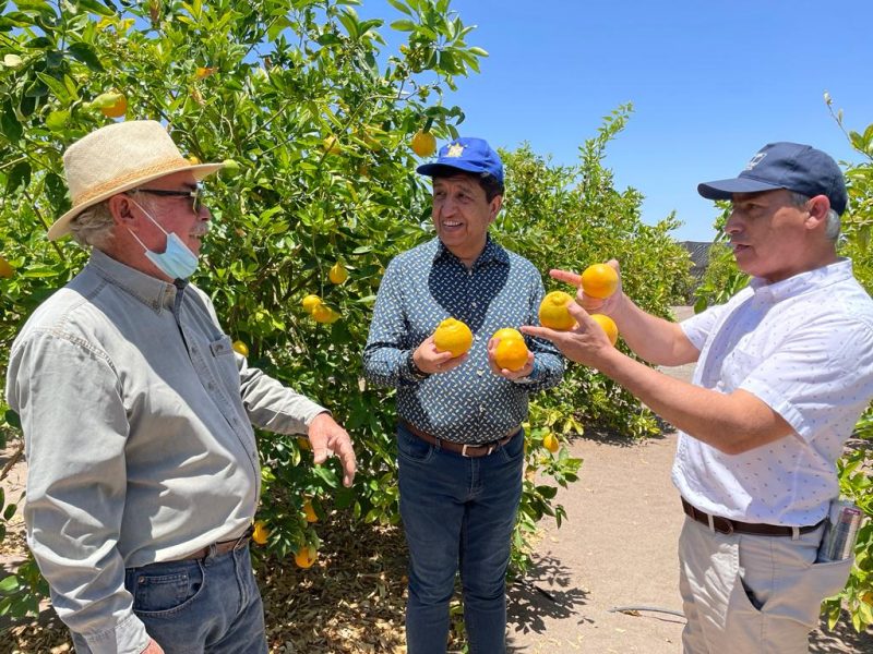 Ola de calor: ajustar frecuencia del riego y ventilar invernaderos recomiendan a agricultores para enfrentar altas temperaturas