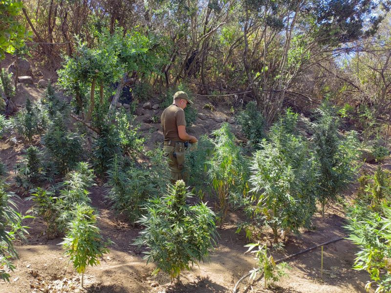 Decomisan plantas de marihuana en quebradas en cerro de Pichidegua