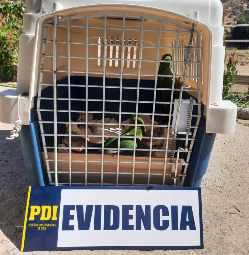 PDI INCAUTÓ DOS LOROS CACHAÑAS DESDE VIVIENDA EN LA COMUNA DE LOLOL