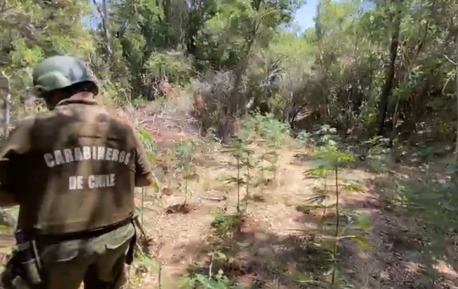 Incautan mil 700 matas de marihuana en Santa Cruz
