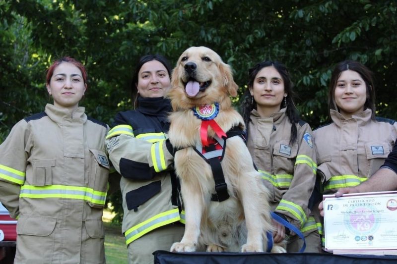 Apolo: El perro Bombero experto en búsqueda y rescate