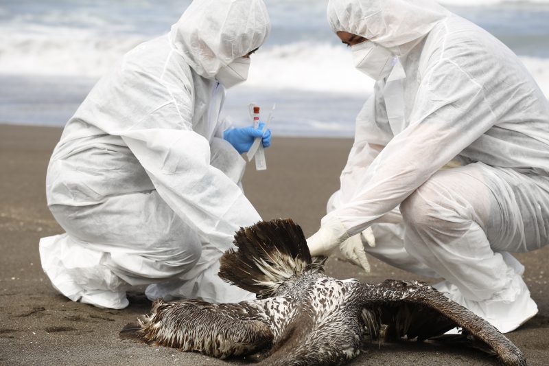 Influenza aviar: SAG O’Higgins intensifica trabajo para la atención de denuncias