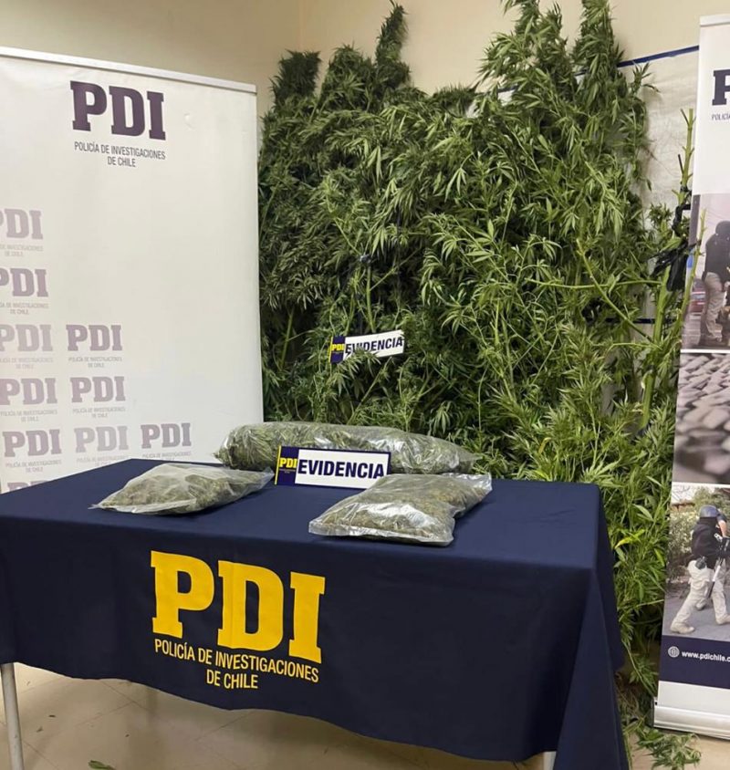 MÁS DE DOS KILOS DE CANNABIS PROCESADA ENCONTRÓ LA PDI EN VIVIENDA DE SAN VICENTE