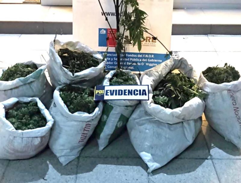 PDI ENCUENTRA JARDÍN CON 652 PLANTAS DE CANNABIS Y 33 KILOS DEL ESTUPEFACIENTE EN LOLOL