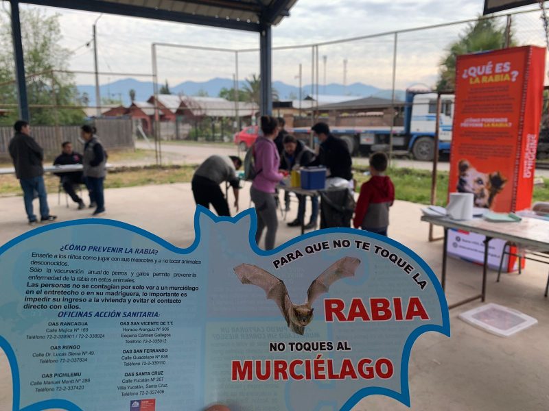 Murciélagos con Rabia fueron detectados en Rancagua, San Vicente y San Fernando