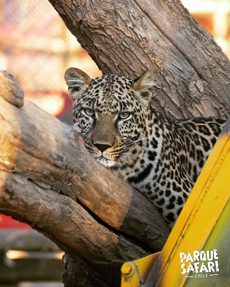 PARQUE SAFARI Y LA FUNDACIÓN SAFARI CONSERVATION SE SUMAN AL DÍA DE LOS  PATRIMONIOS 2024